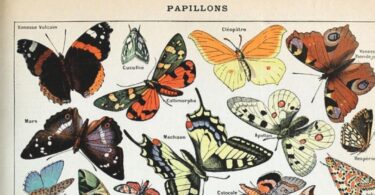 Reach content for the Google search „alexandru vlad”, „papillons”, „sticla de lampa”